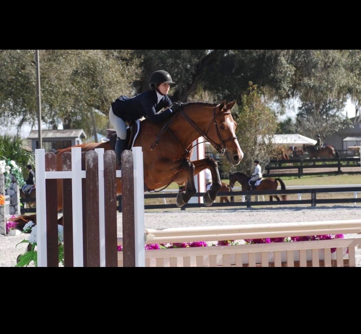 Dallas Equestrian Center — Premier Riding & Training Facility